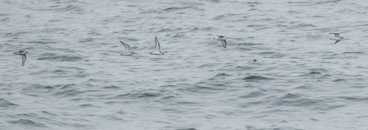 Red Phalarope - ML429617811