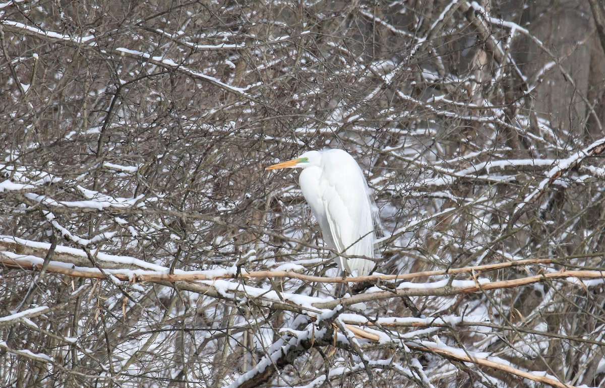 Great Egret - Walter Parker