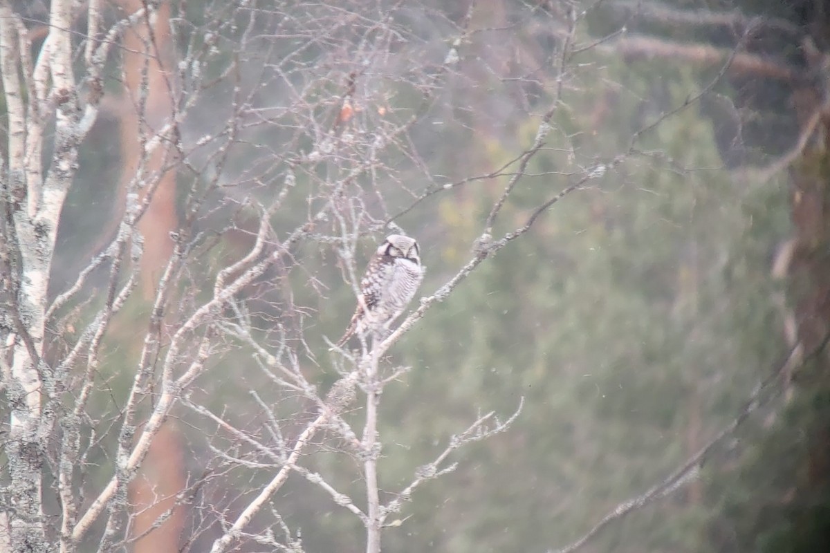 Northern Hawk Owl - ML429620171