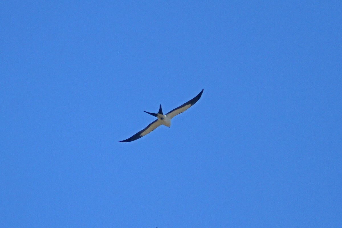 Swallow-tailed Kite - ML429620991
