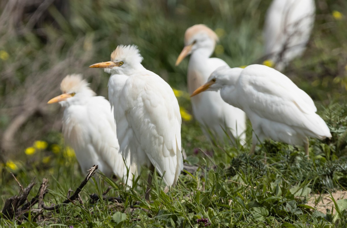 Western Cattle Egret - ML429622551