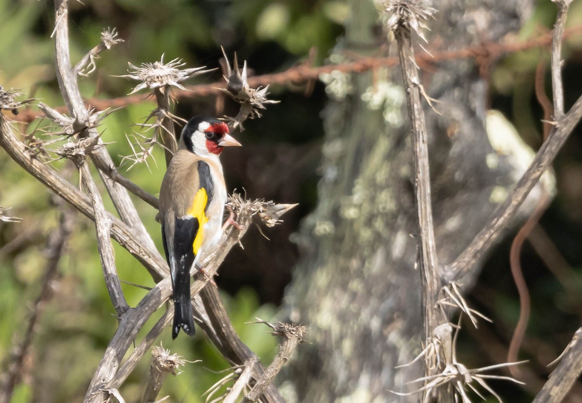 European Goldfinch - ML429622671