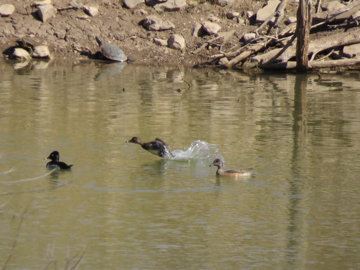 Ring-necked Duck - ML429622821