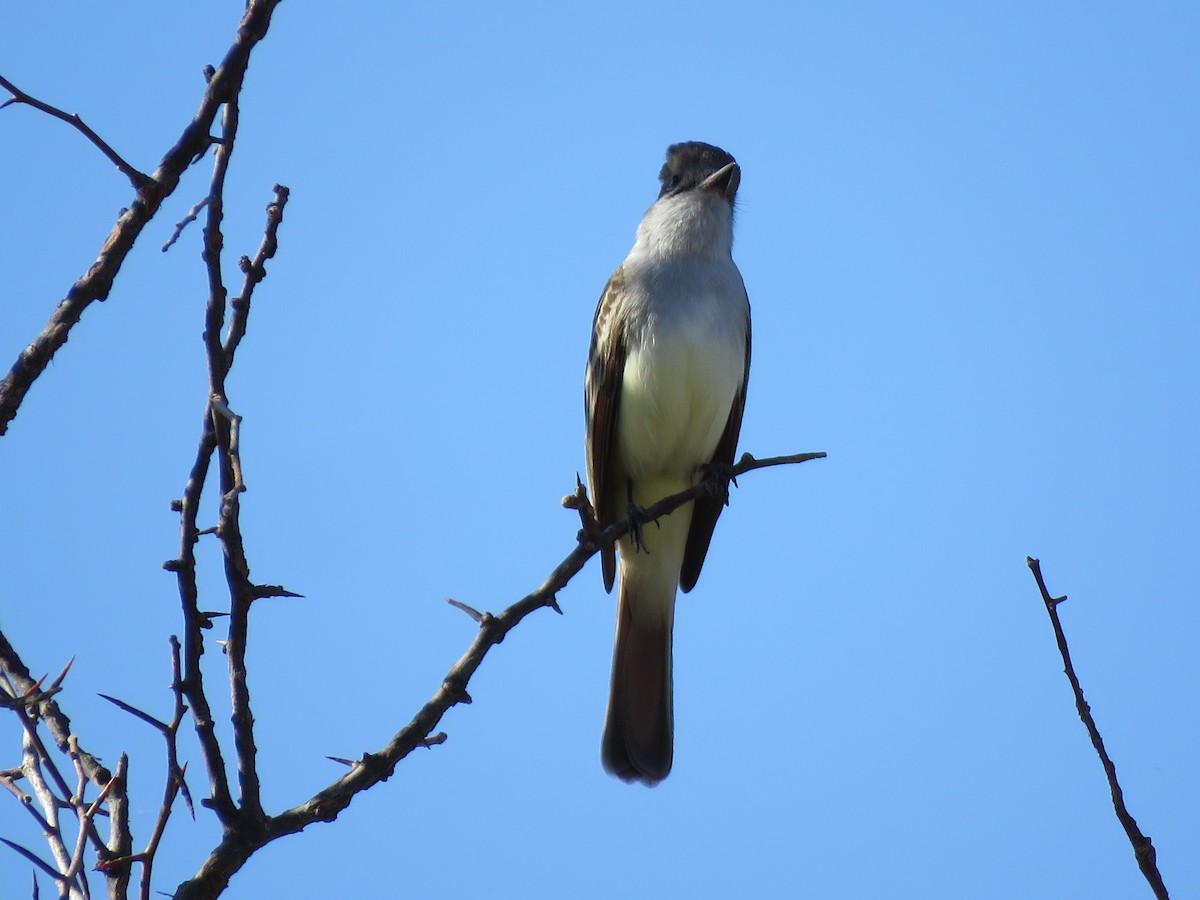 Ash-throated Flycatcher - ML429622881