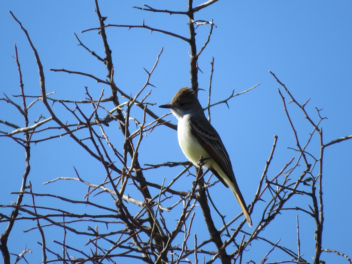 Ash-throated Flycatcher - ML429622921