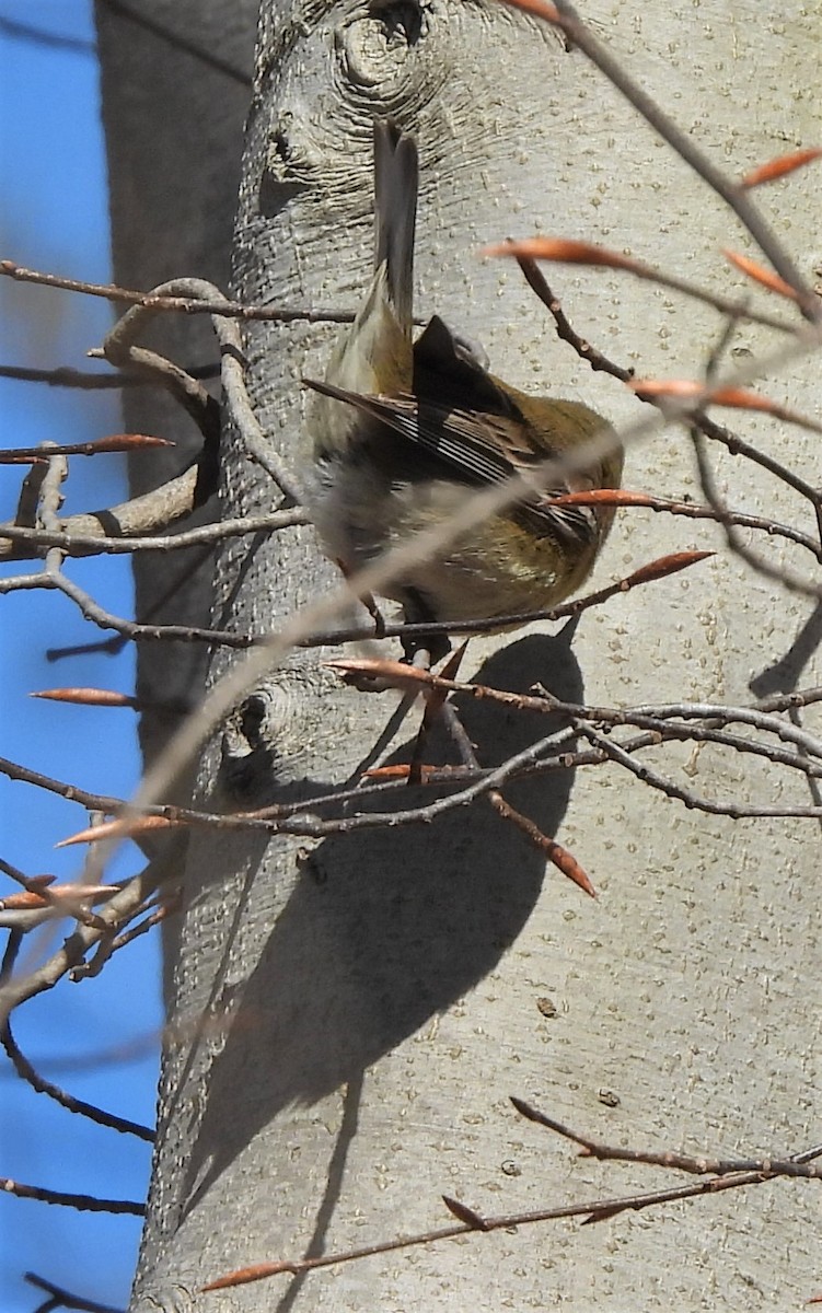 Pine Warbler - Jennifer Wilson-Pines