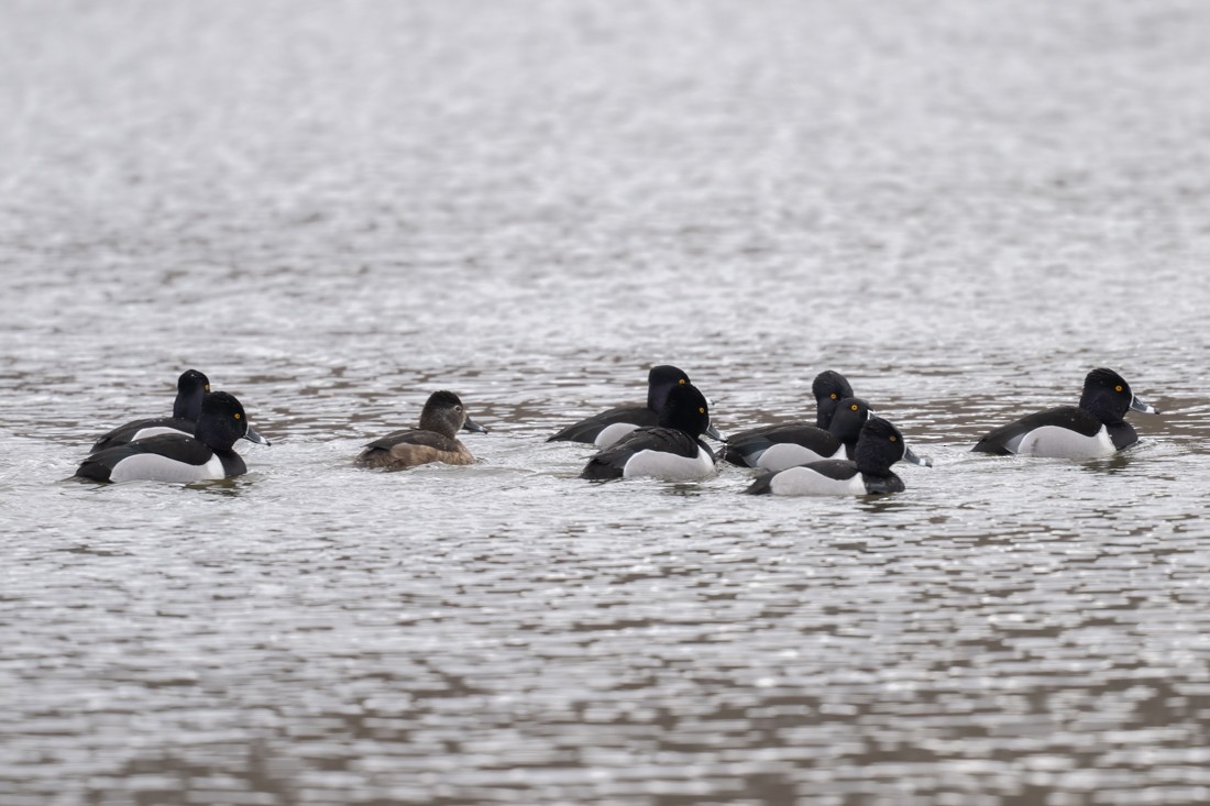 Ring-necked Duck - ML429623041