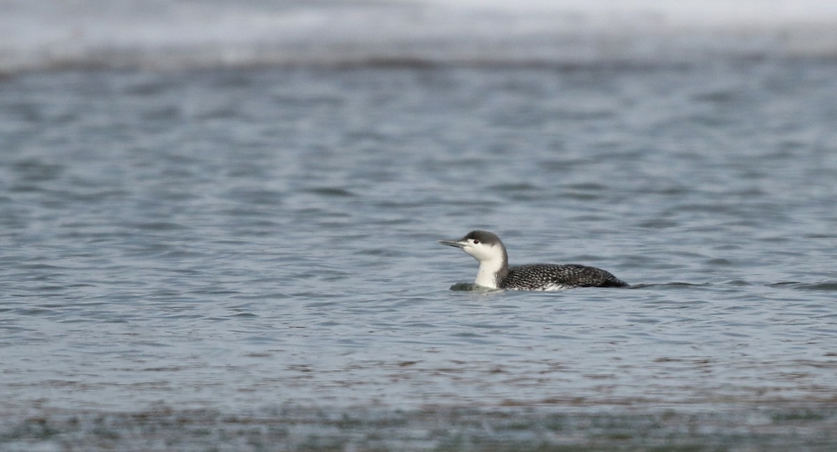 Red-throated Loon - ML42962421