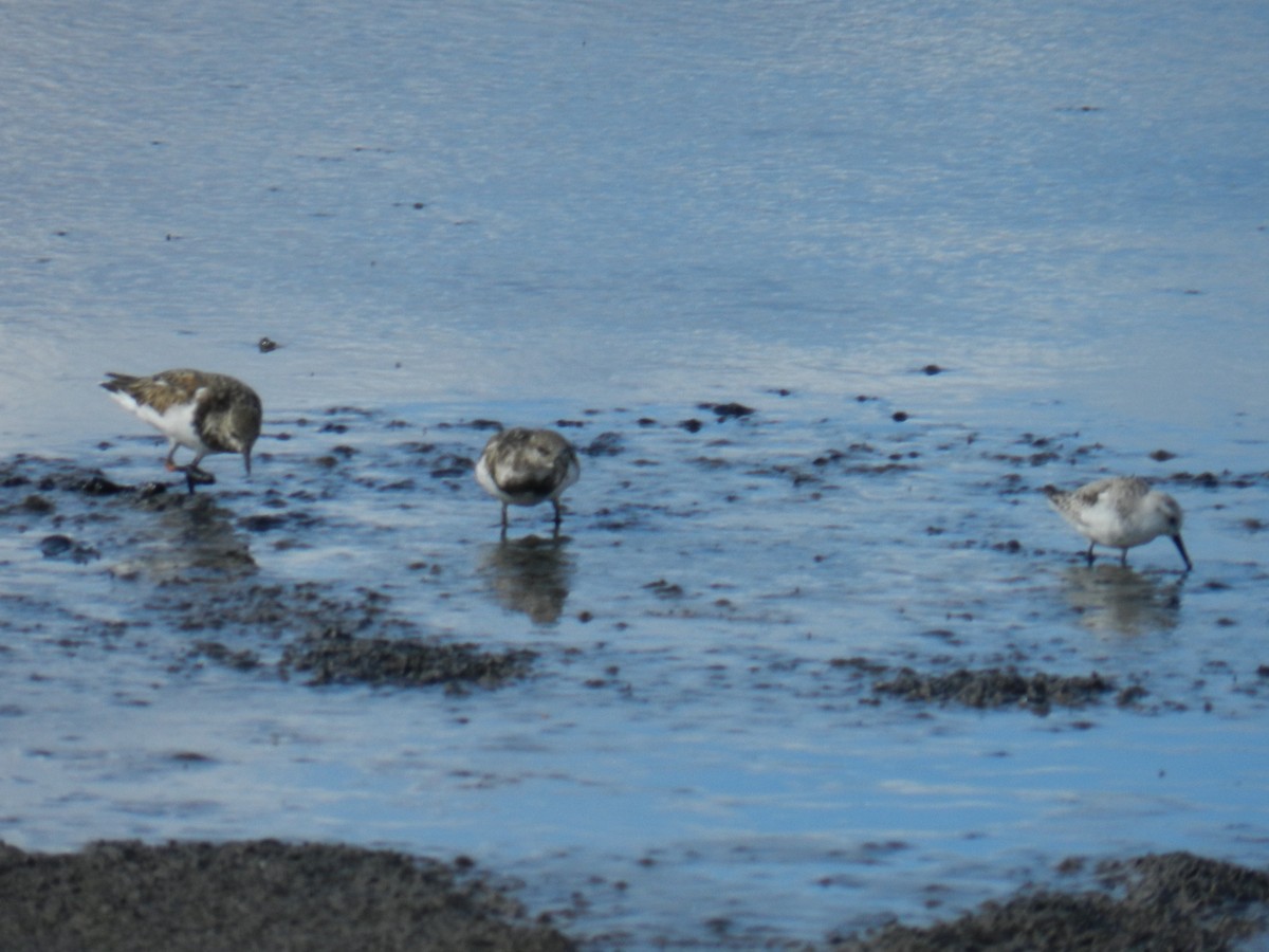 Sanderling - Manon Guglia