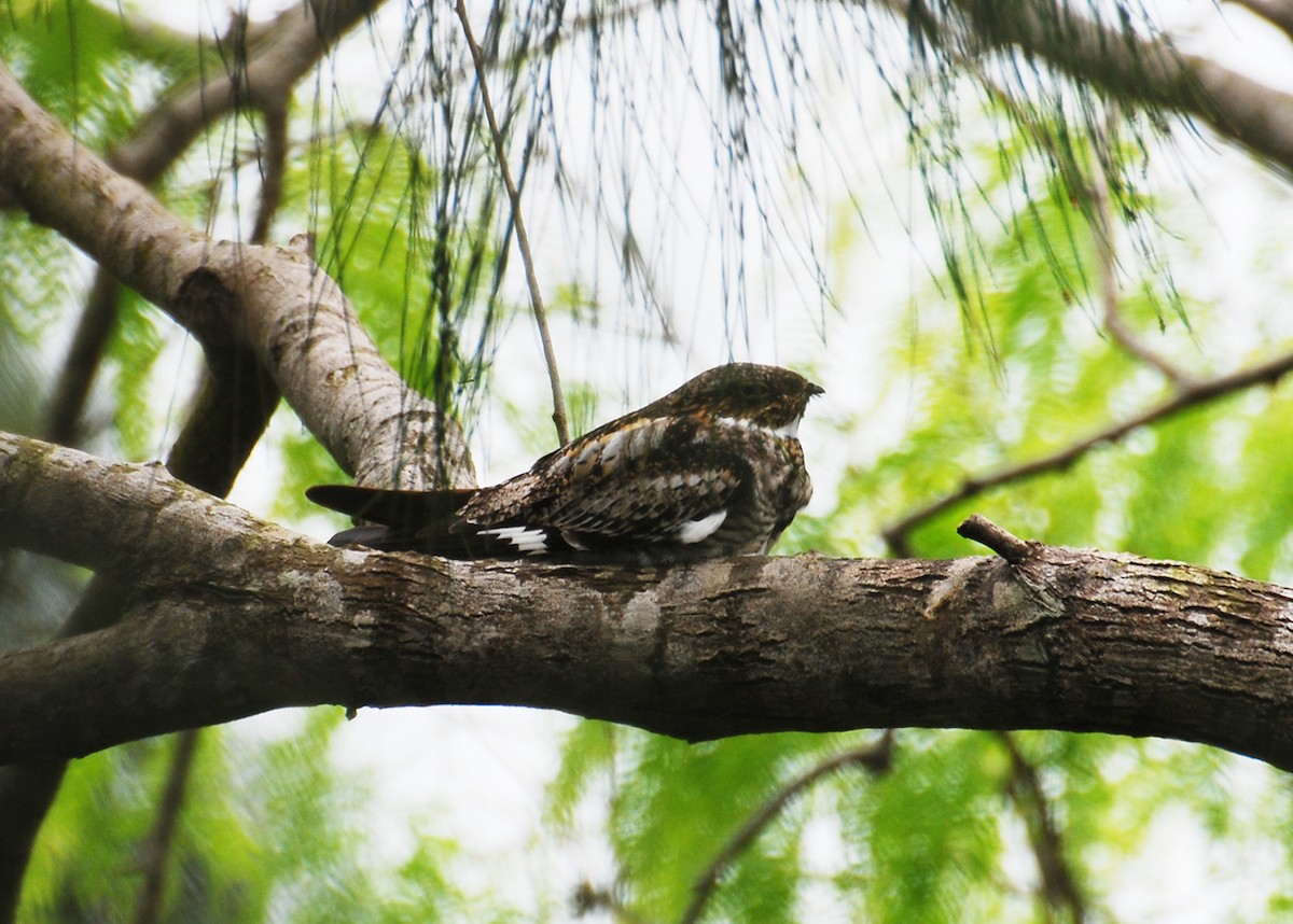 Common Nighthawk - ML42962531