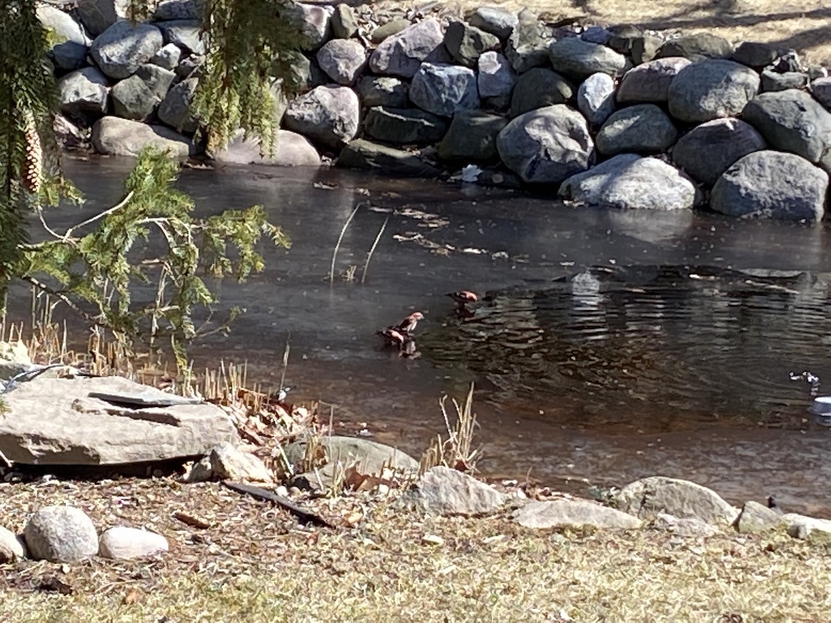 White-winged Crossbill - ML429630631