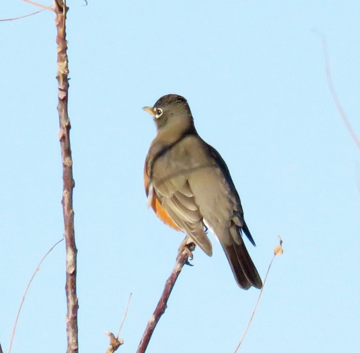 American Robin - ML42963101
