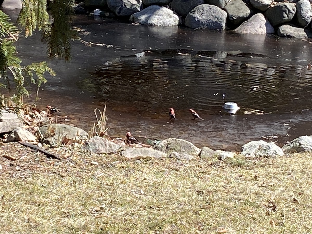 White-winged Crossbill - ML429631011