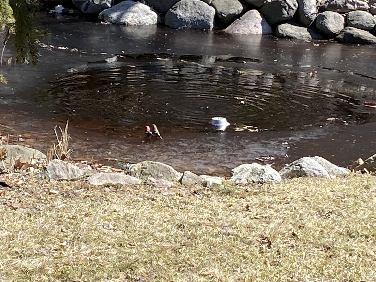 White-winged Crossbill - ML429631321