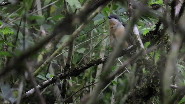 Dark-billed Cuckoo - ML429631681