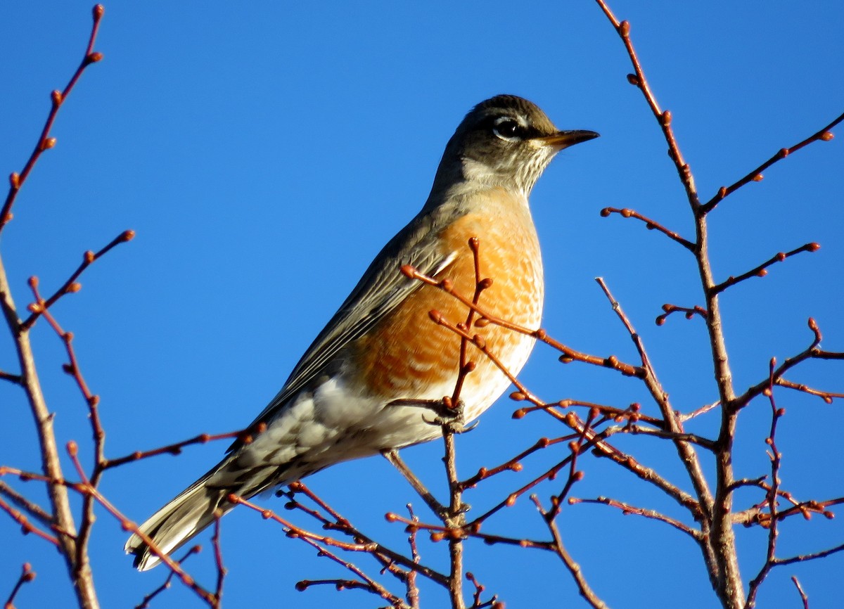 American Robin - ML42963221