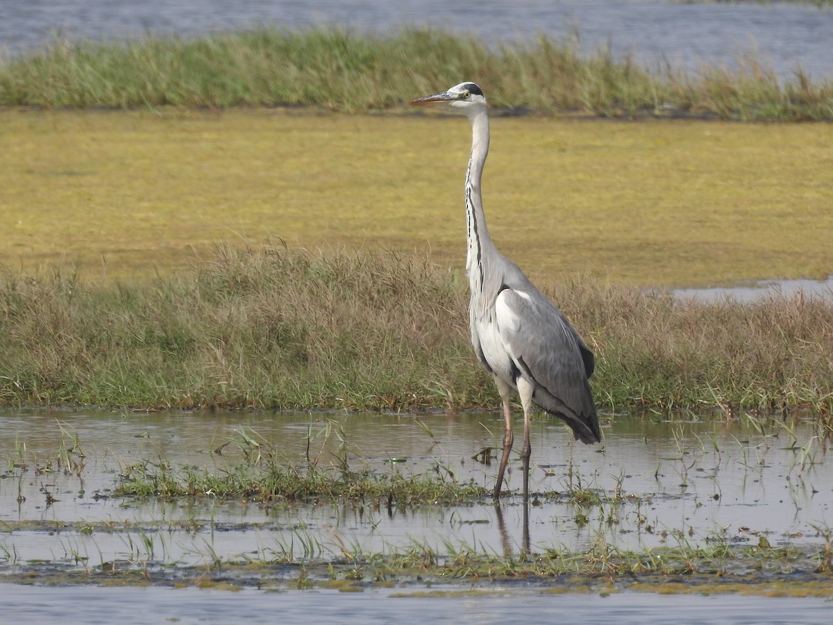 Gray Heron - ML429632871