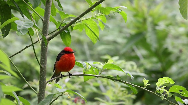 Brujo Flycatcher (Galapagos) - ML429633741