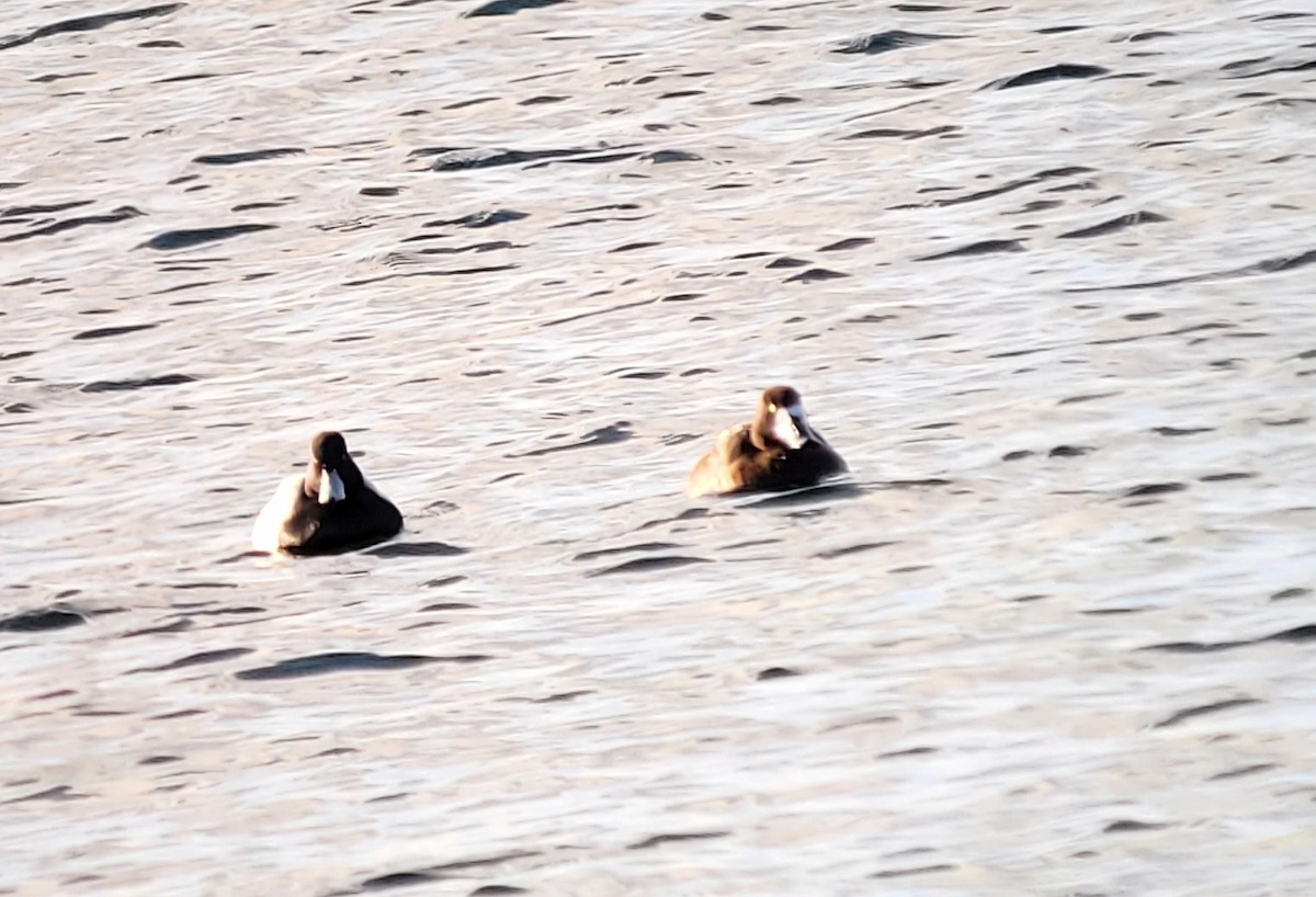 Lesser Scaup - Kurt Hennige