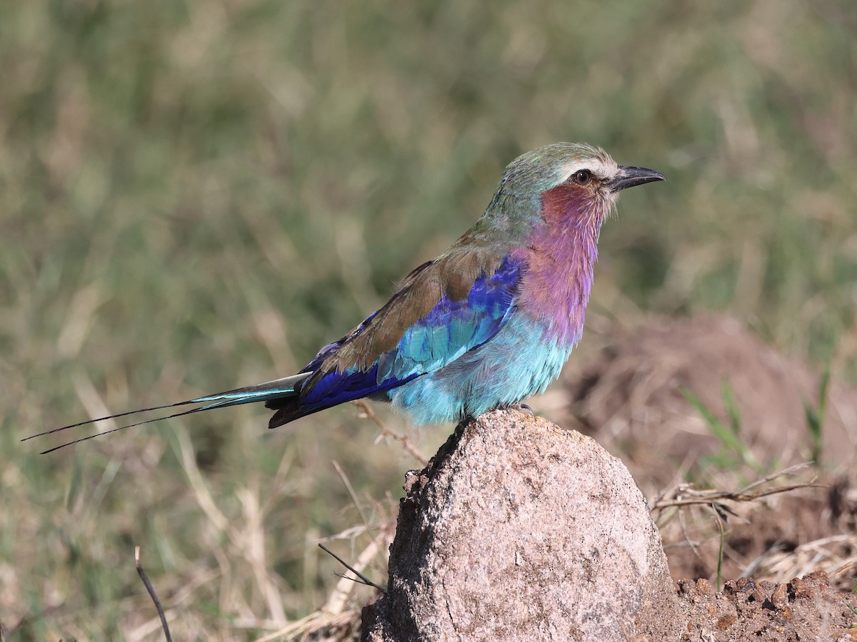Lilac-breasted Roller - Myles McNally