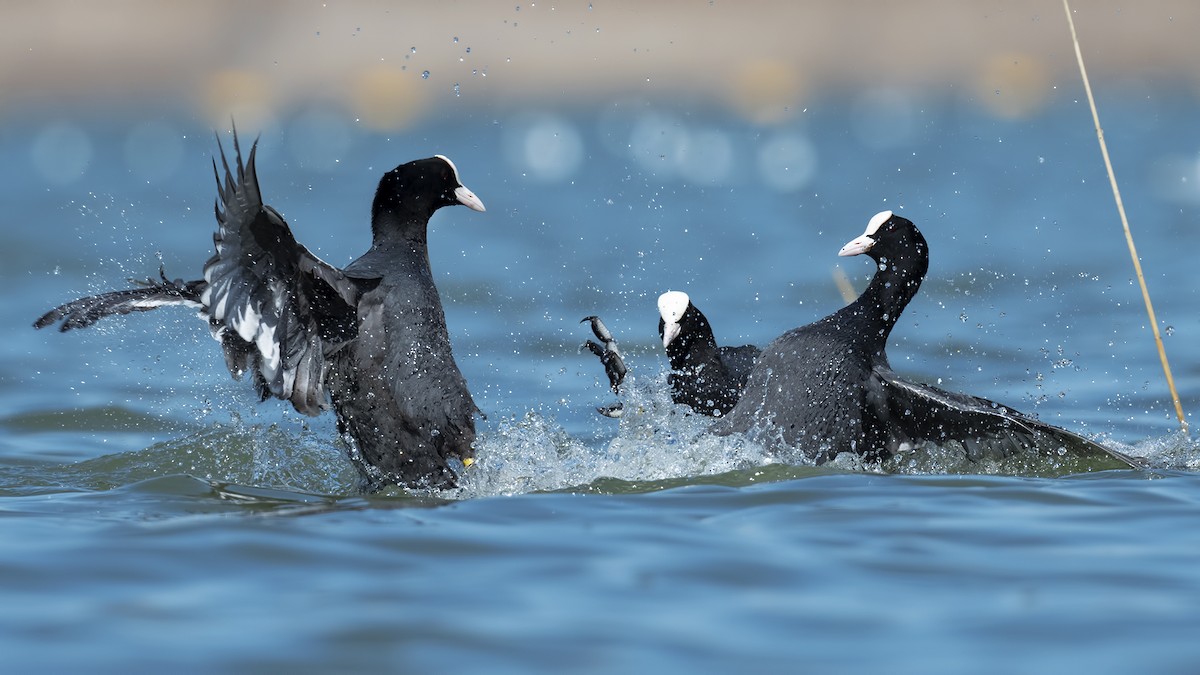 Eurasian Coot - Mehmet ertan Tiryaki