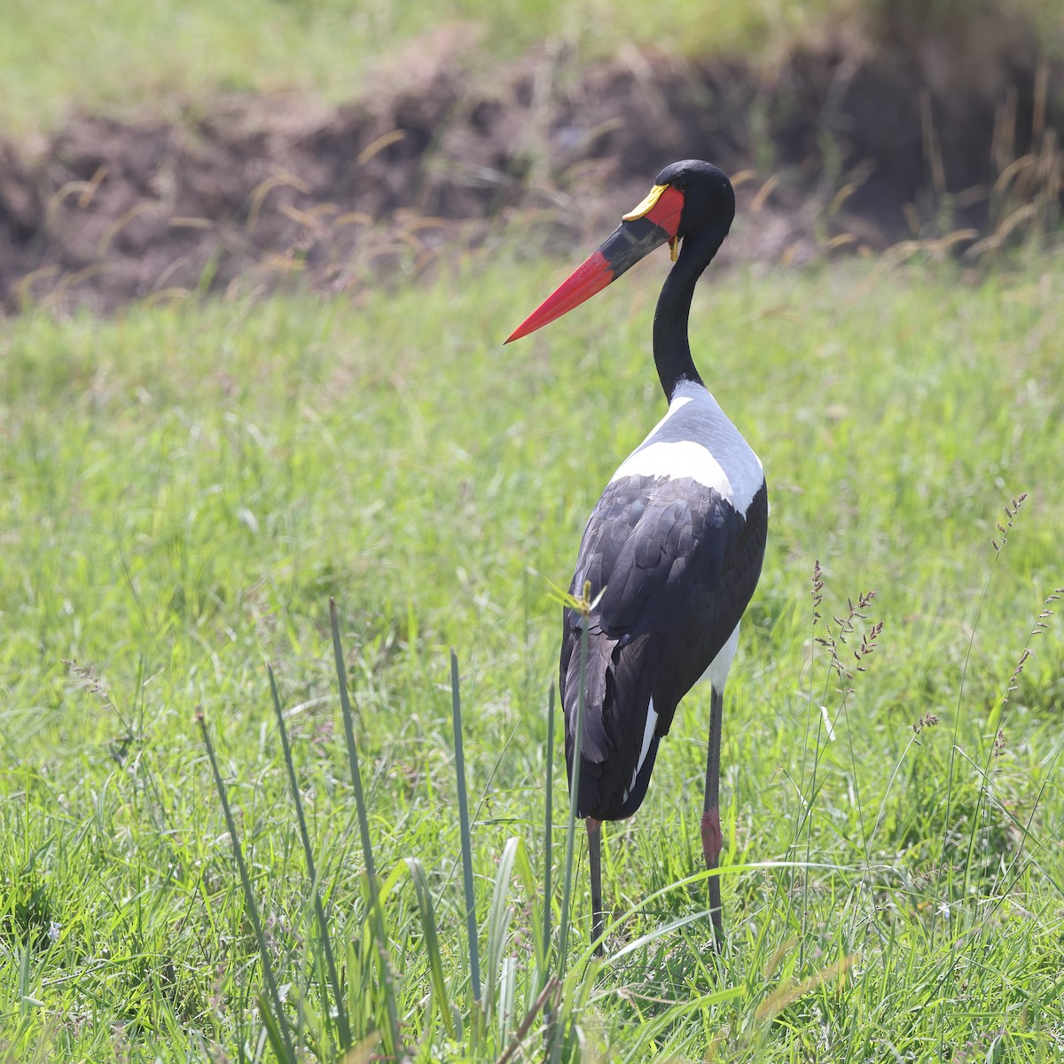 Saddle-billed Stork - ML429637521