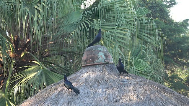 Great-tailed Grackle - ML429637971