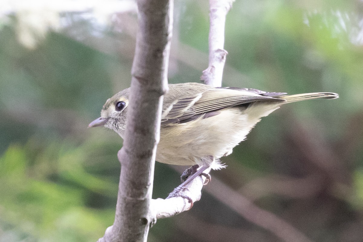 eikevireo - ML429638081