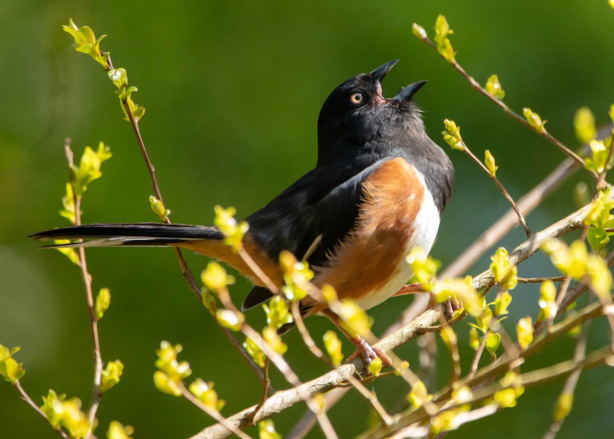 Eastern Towhee - ML429638091