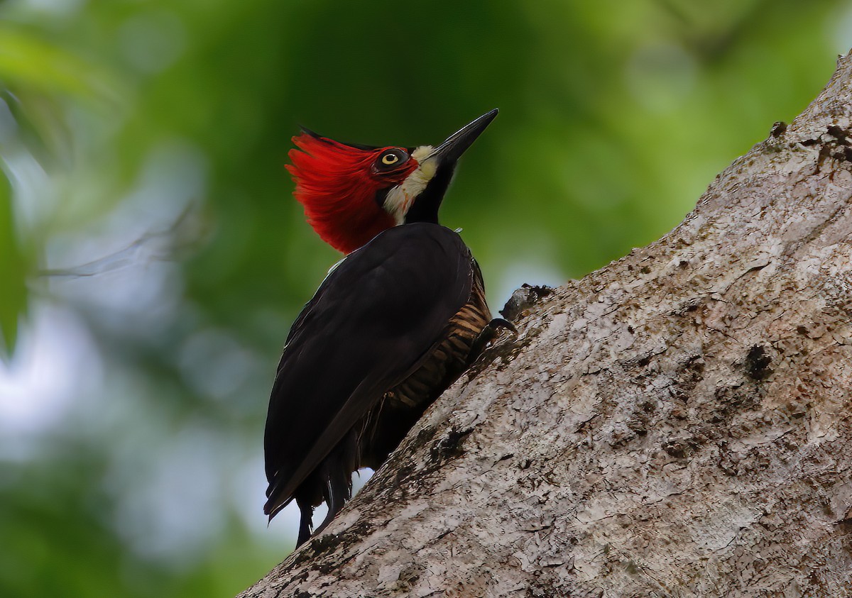 Crimson-crested Woodpecker - ML429638461