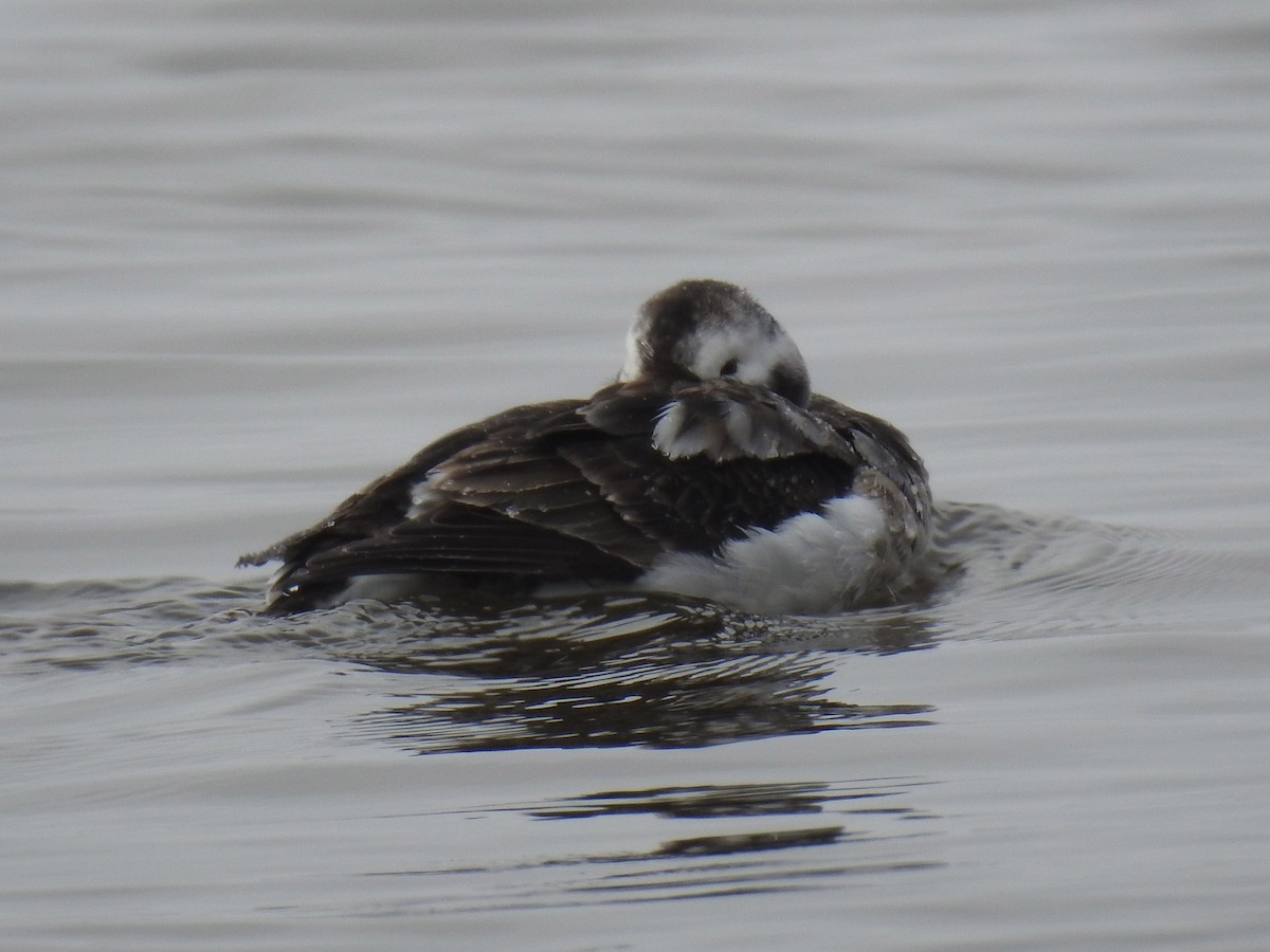 Long-tailed Duck - ML429640591