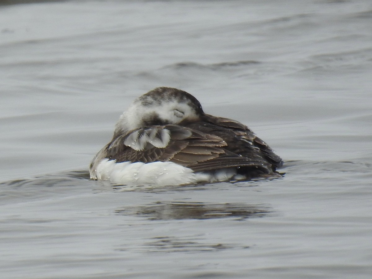 Long-tailed Duck - ML429640731