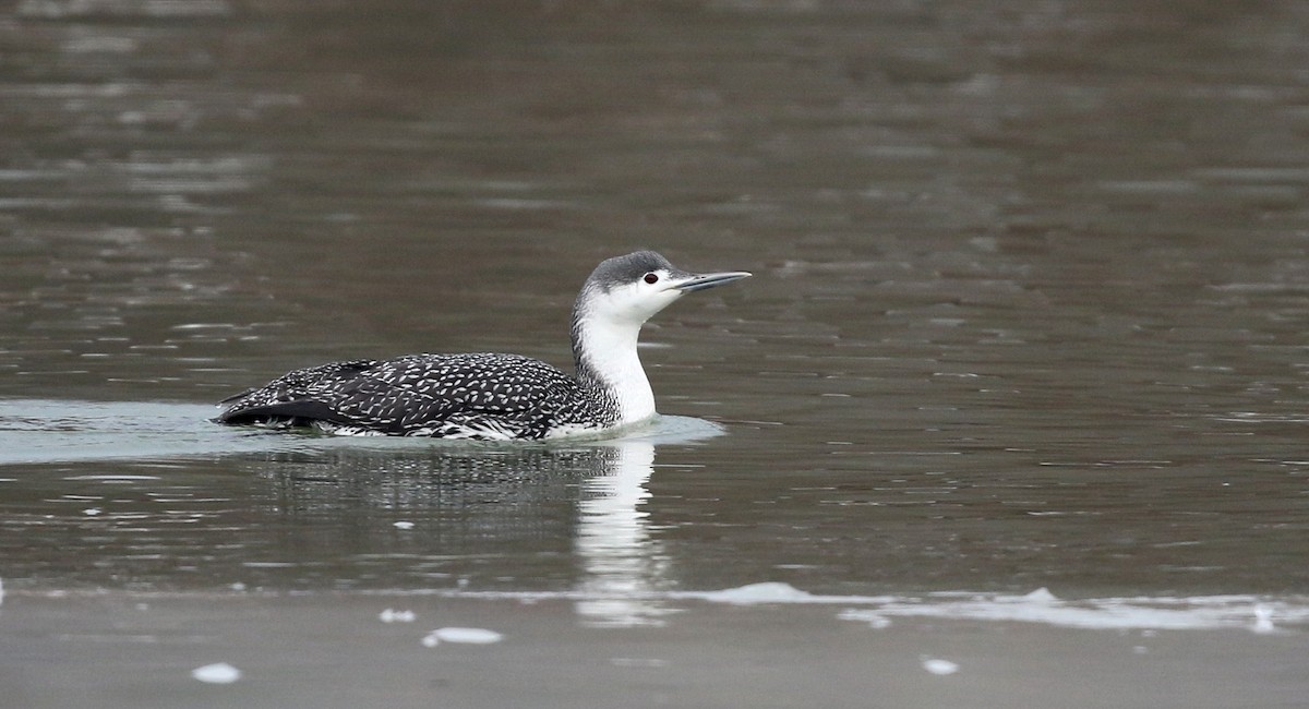Red-throated Loon - ML42964081