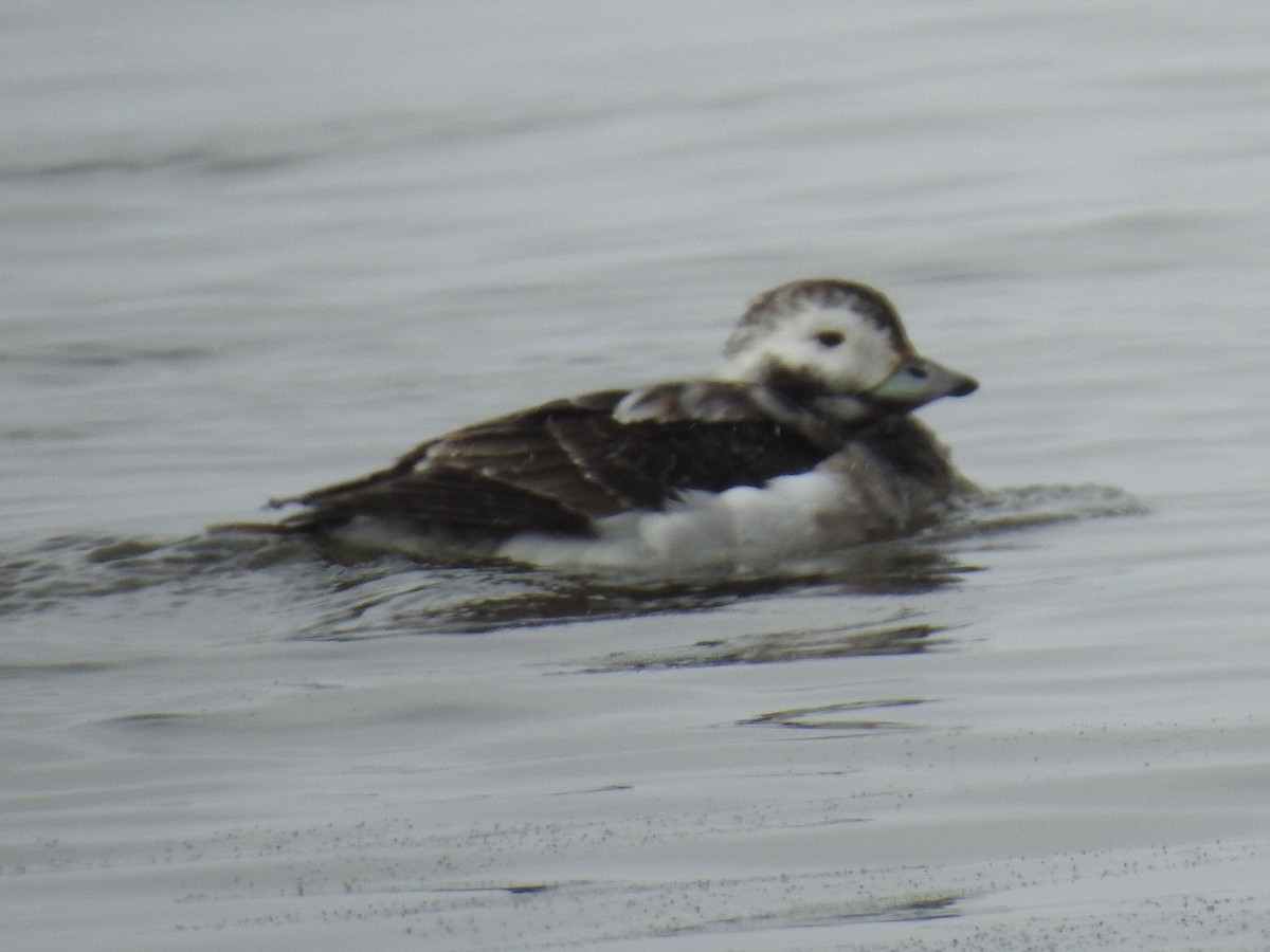Long-tailed Duck - ML429640891