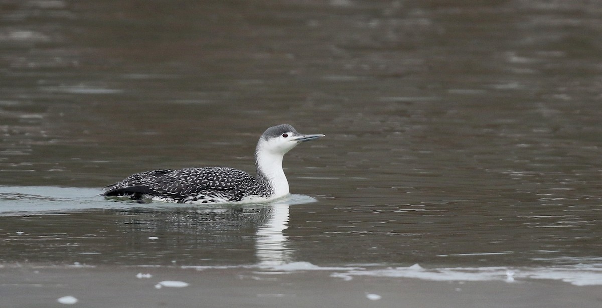 Red-throated Loon - Jay McGowan