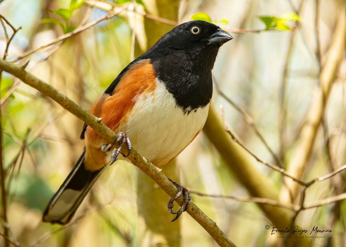 Eastern Towhee - ML429641001