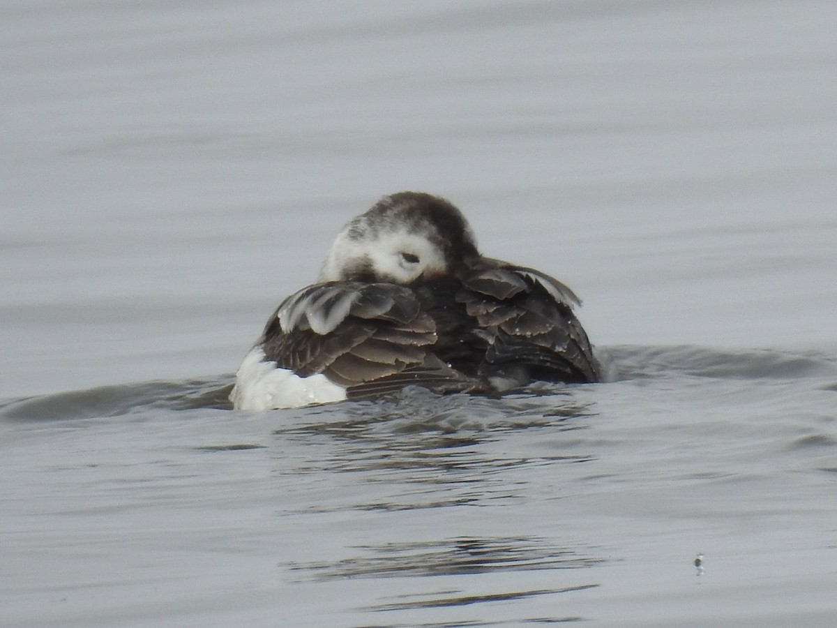 Long-tailed Duck - ML429641051