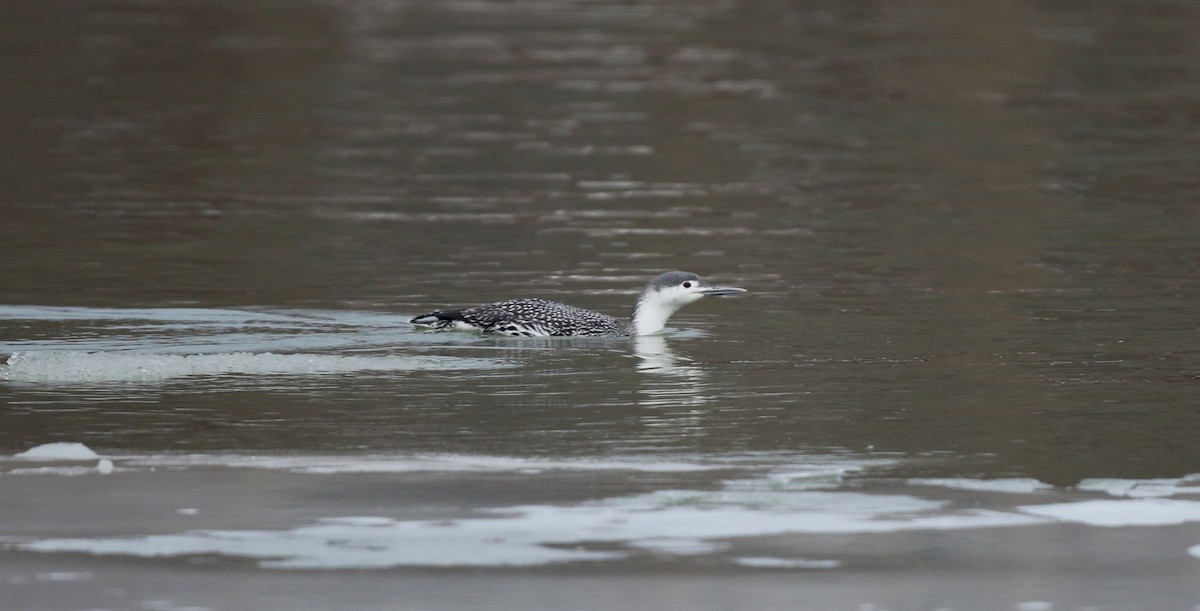 Red-throated Loon - Jay McGowan