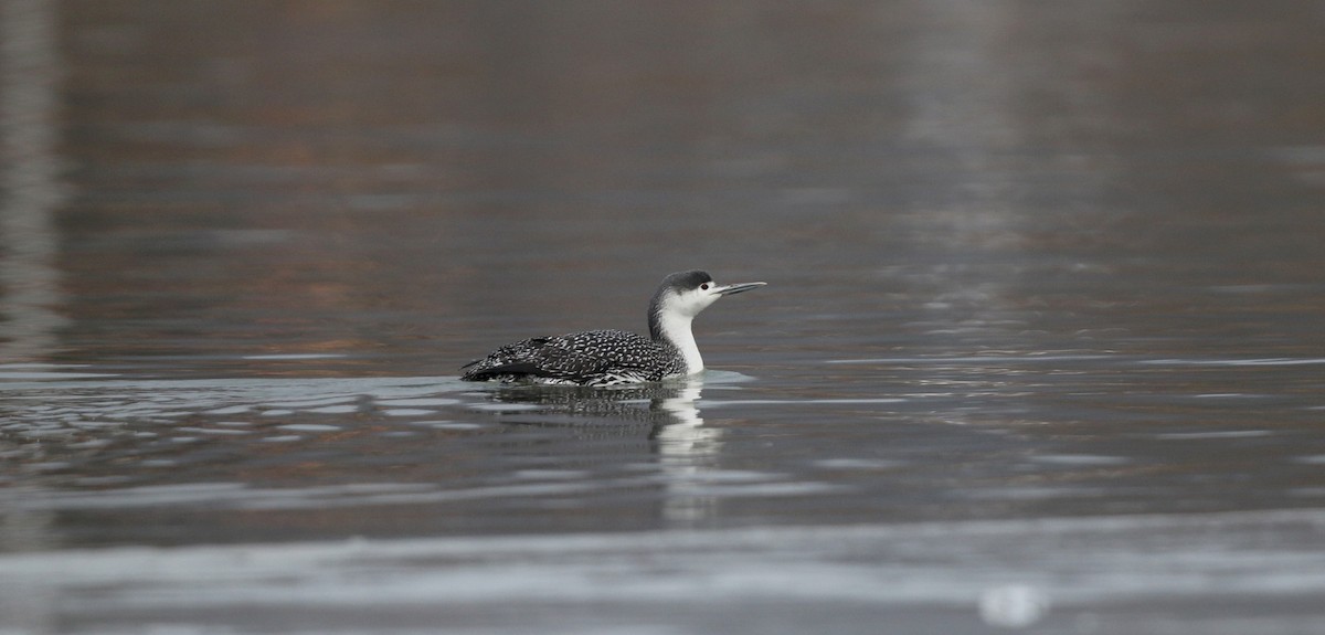 Red-throated Loon - ML42964241