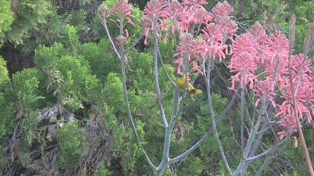 Baltimore Oriole - ML429642481