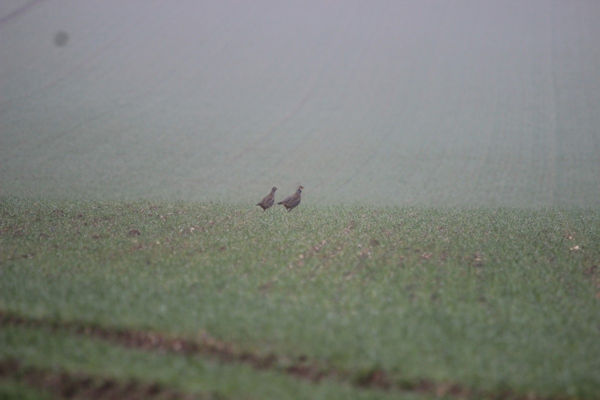 Red-legged Partridge - ML429642711