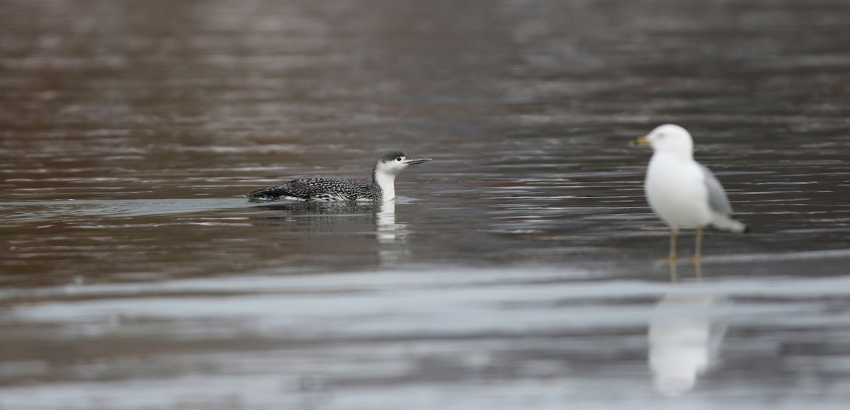 Red-throated Loon - ML42964291