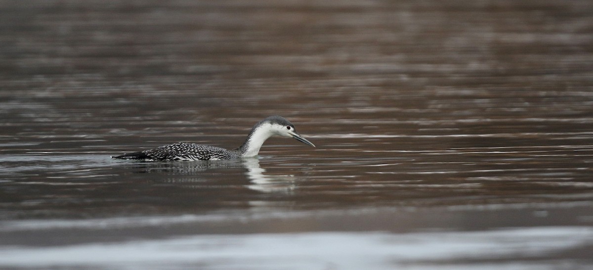 Red-throated Loon - ML42964341