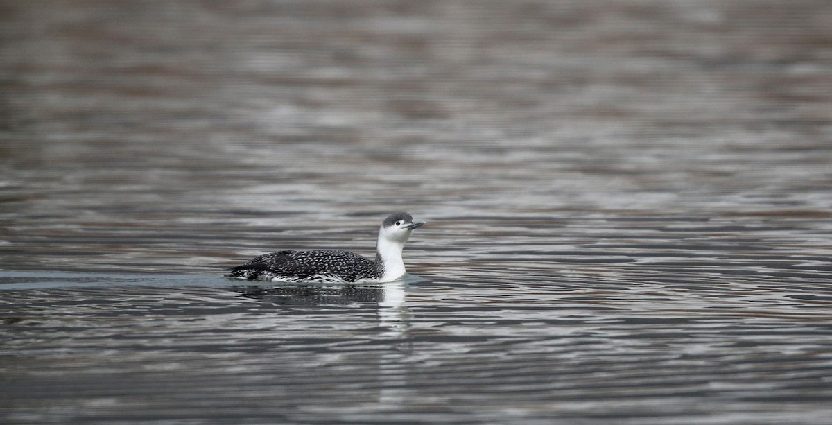 Red-throated Loon - Jay McGowan