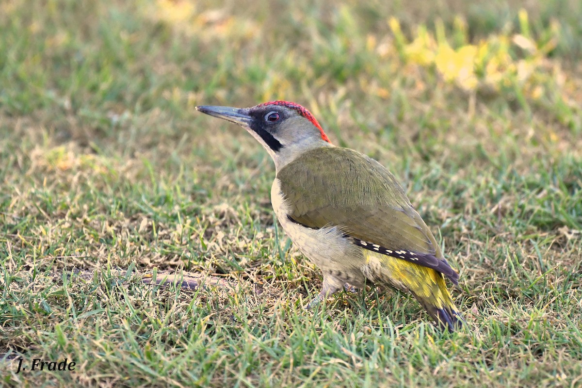 Iberian Green Woodpecker - ML429644451