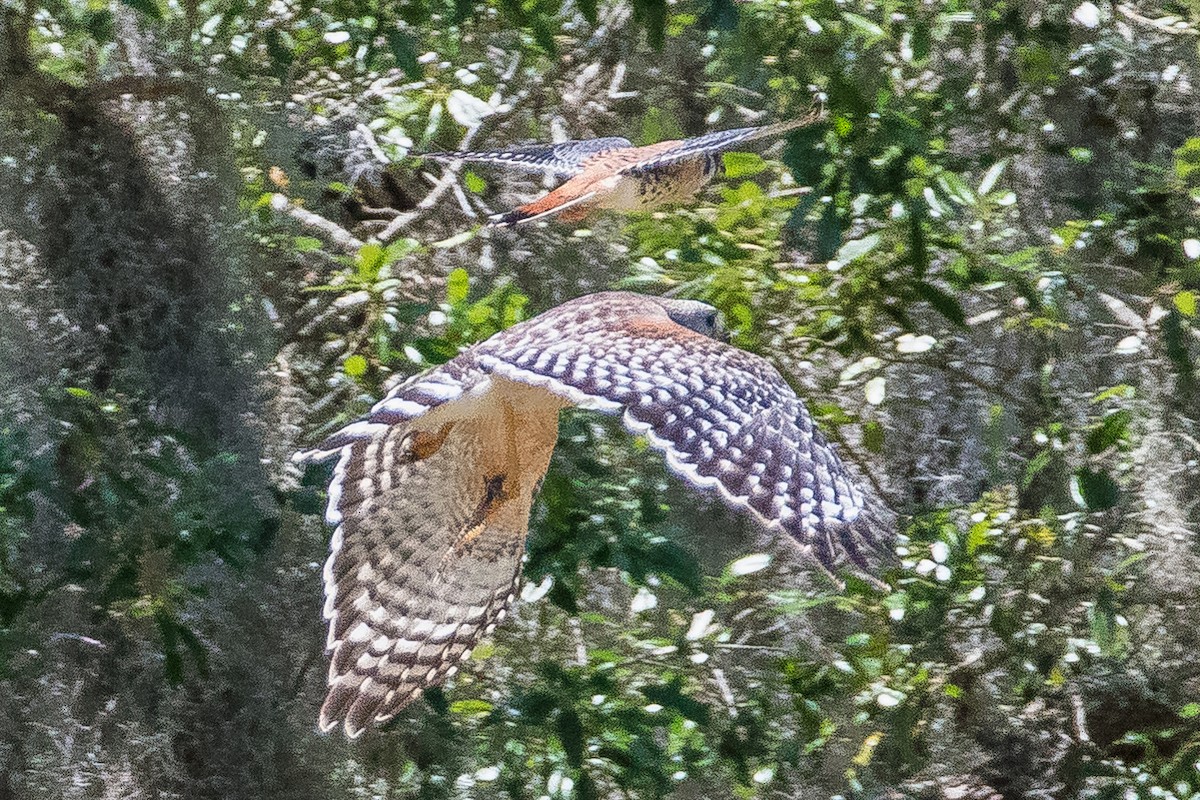 American Kestrel - ML429645101