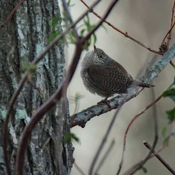Northern House Wren - ML429645331