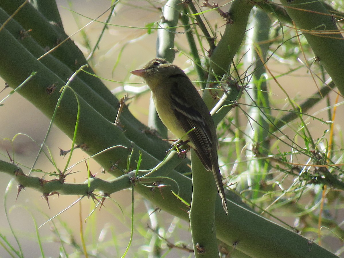 Western Flycatcher (Pacific-slope) - ML429645351