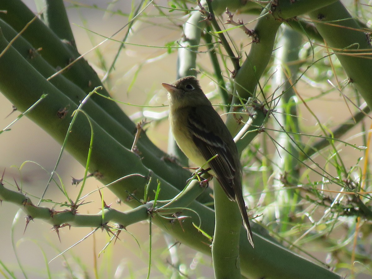 Western Flycatcher (Pacific-slope) - ML429645471