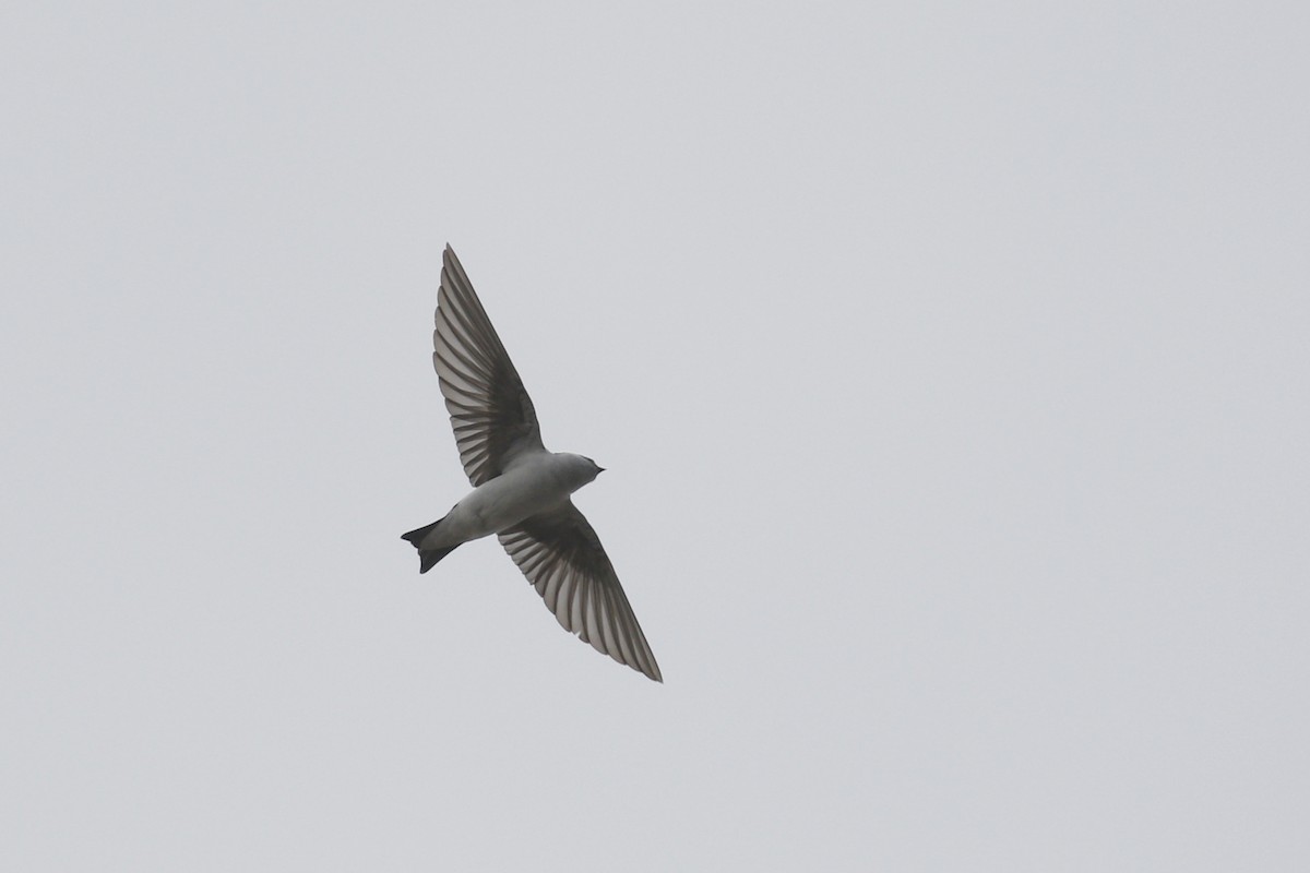 Violet-green Swallow - ML429645651